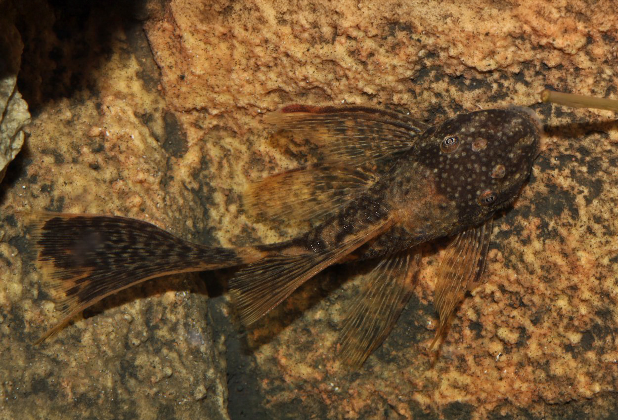 Dragon Veil Ancistrus