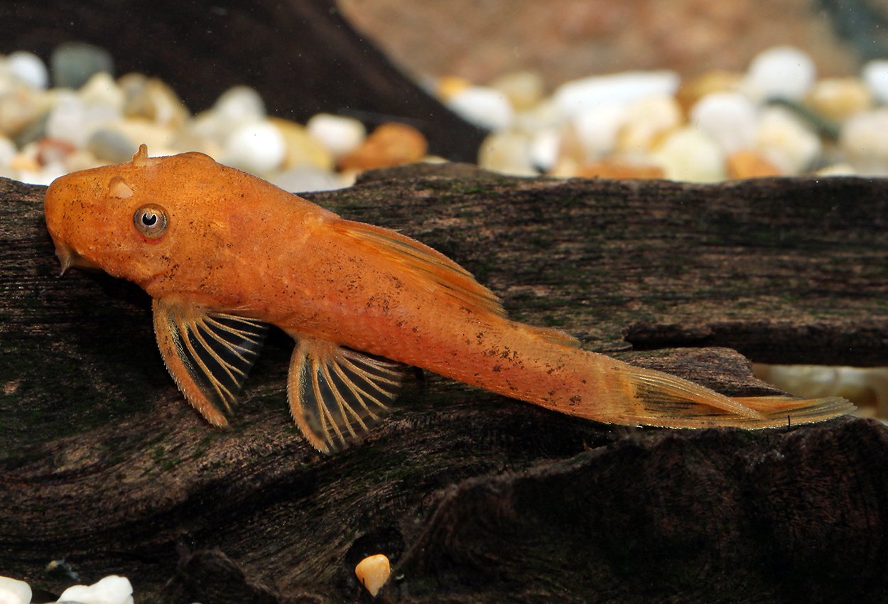 Red Ancistrus