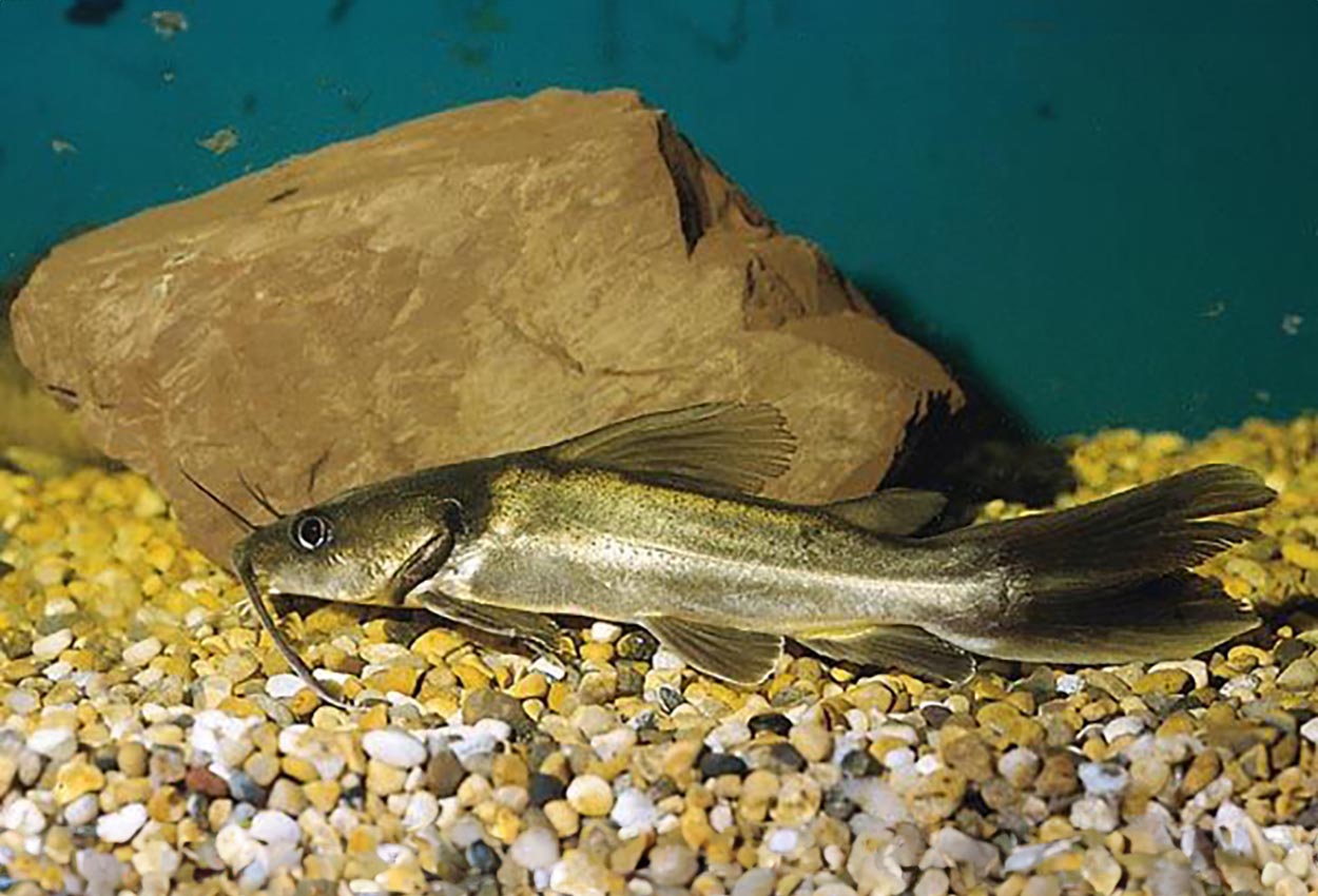 Clarotes laticeps
