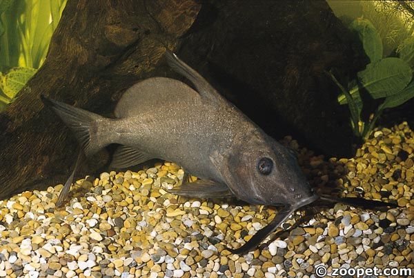 Hemisynodontis membranaceus