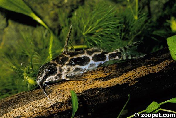 Synodontis robertsi, Zaire