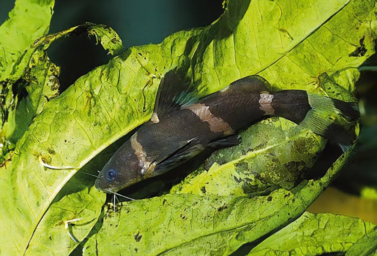 Pseudomystus siamensis