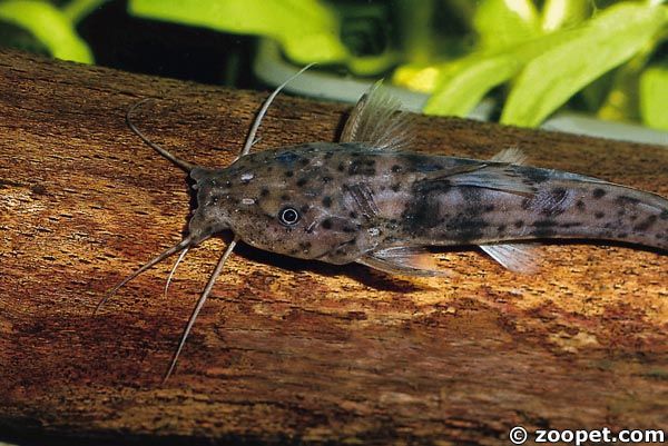Parauchenoglanis sp.