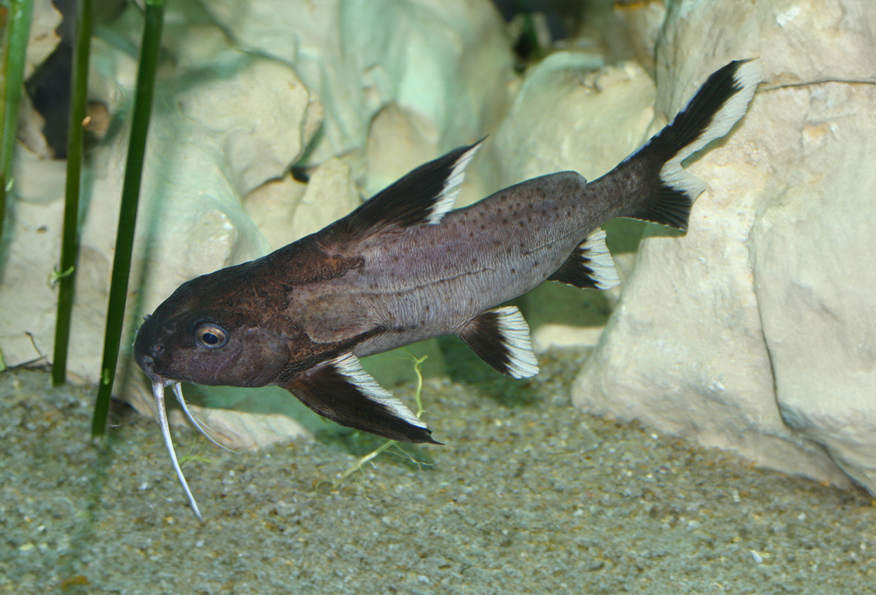Synodontis granulosus