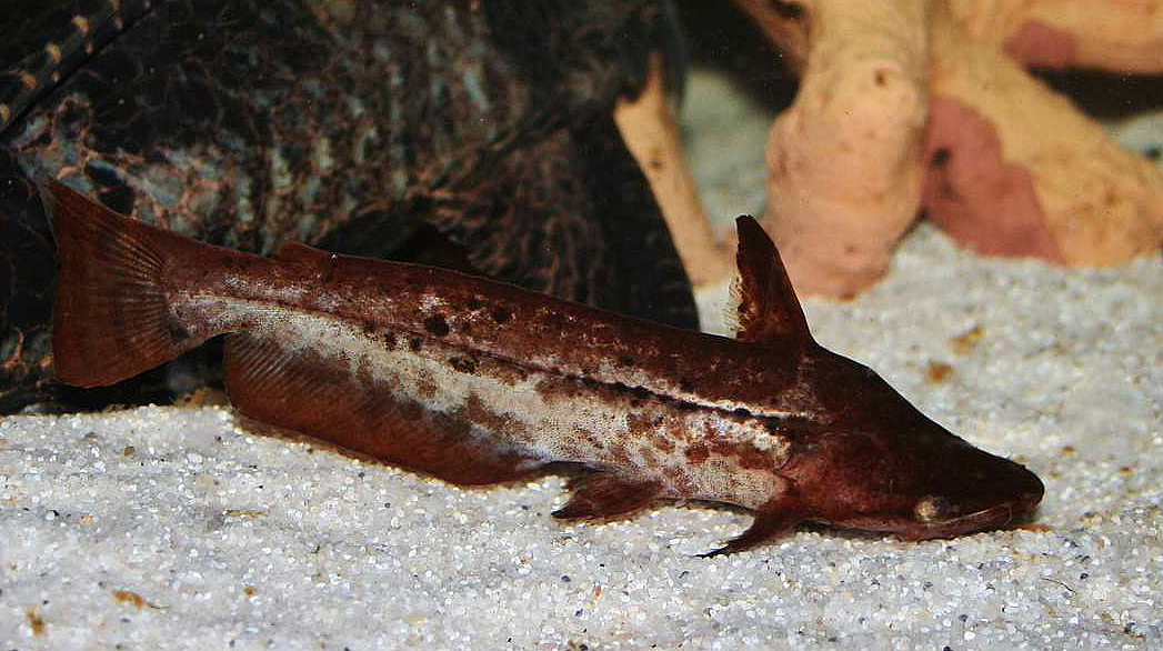 Tetranematichthys wallacei