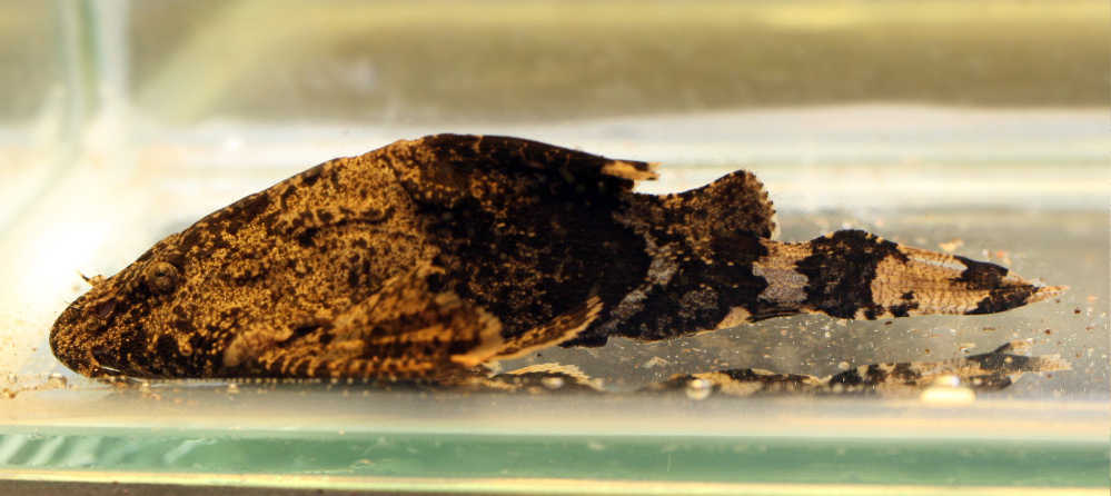 Erethistes pusillus