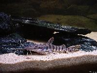 Pseudoplatystoma fasciatum