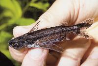 Entomocorus benjamini, Bolivia