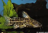 Liosomadoras oncinus,  Guyana och Brasilien
