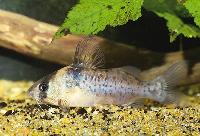 Brachyrhamdia imitator
