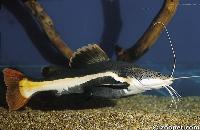 Phractocephalus hemioliopterus