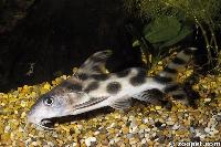 Synodontis decorus, Zaire