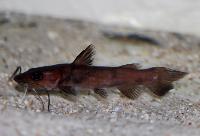 Phyllonemus typus