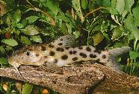 Synodontis longirostris