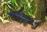 Bagrichthys macracanthus