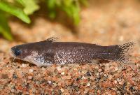 Centromochlus concolor