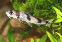 Gagata dolichonema