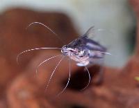 Pseudeutropius brachypopterus
