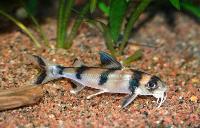 Gagata dolichonema