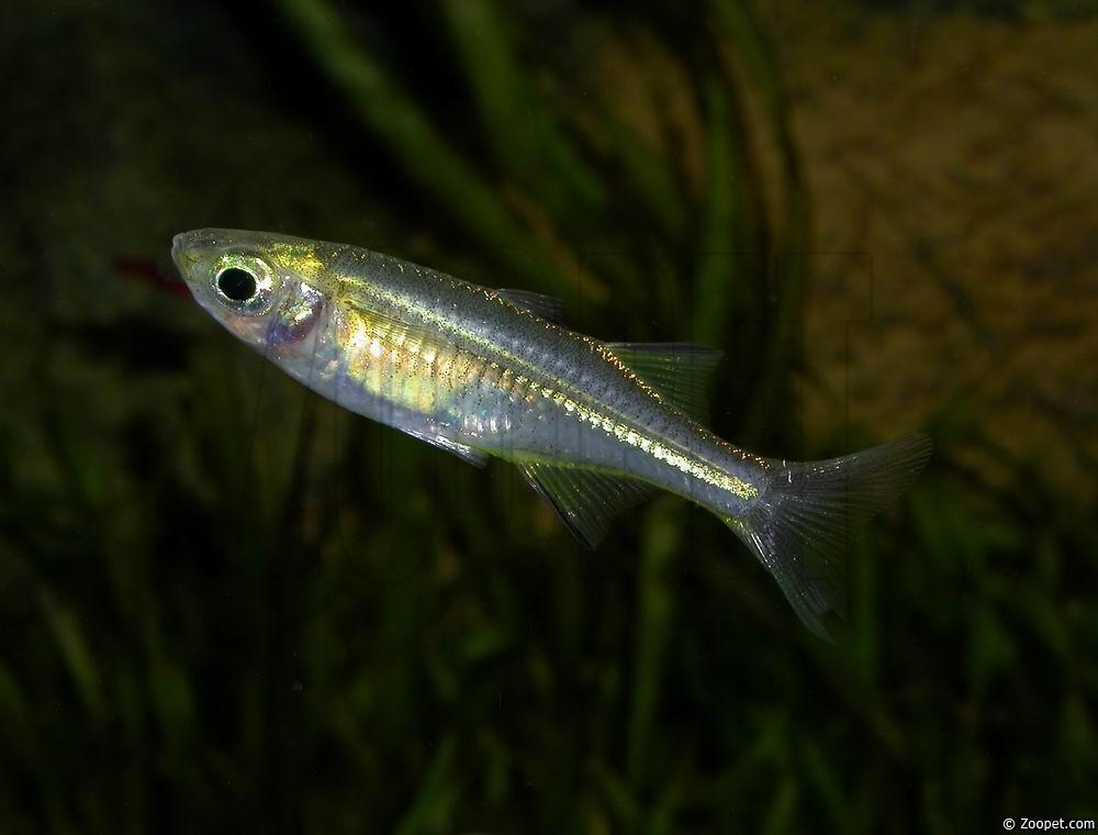 Marosatherina ladigesi (hona)