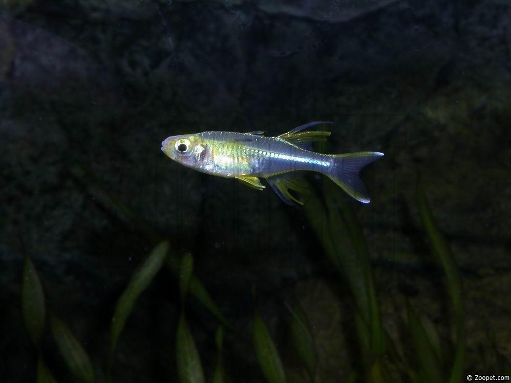 Marosatherina ladigesi (hane)