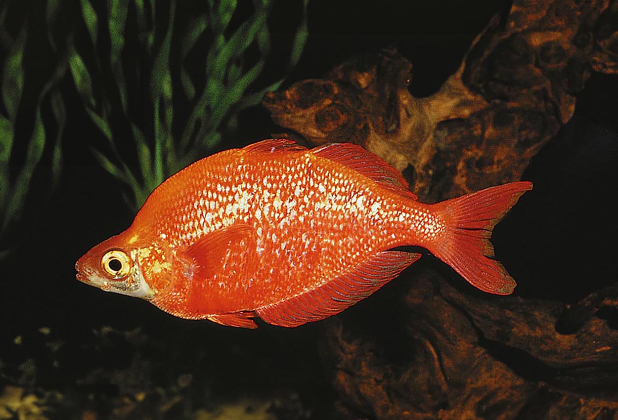 Glossolepis incisus