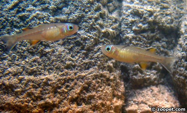 Pseudomugil signifer