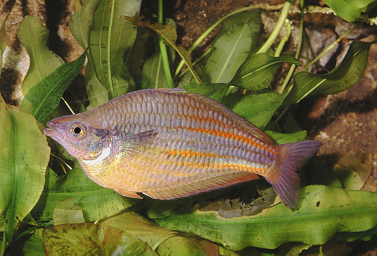 New Guinea regnbuefisk