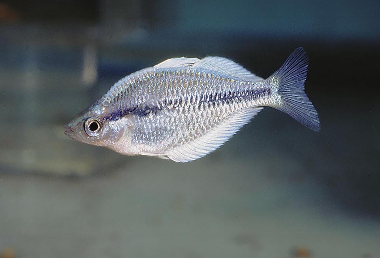 Kamaka regnbuefisk