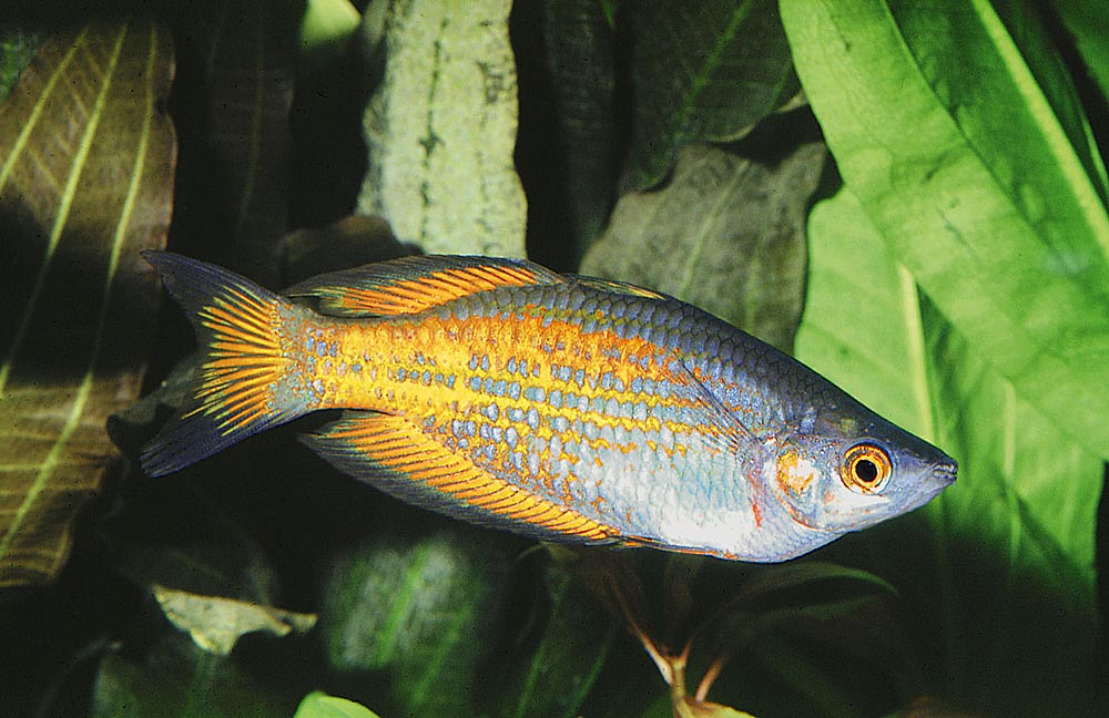 Melanotaenia parkinsoni