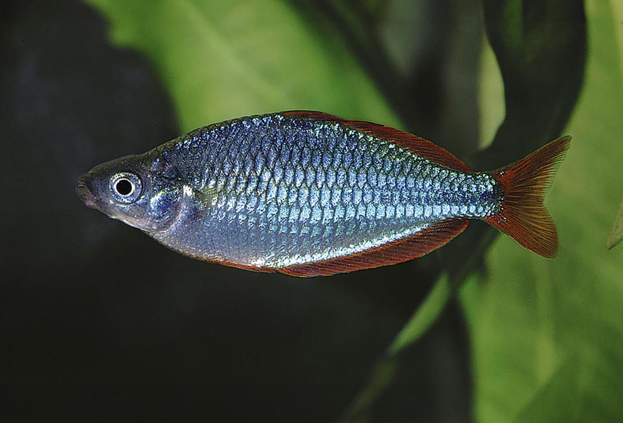 Neon regnbuefisk