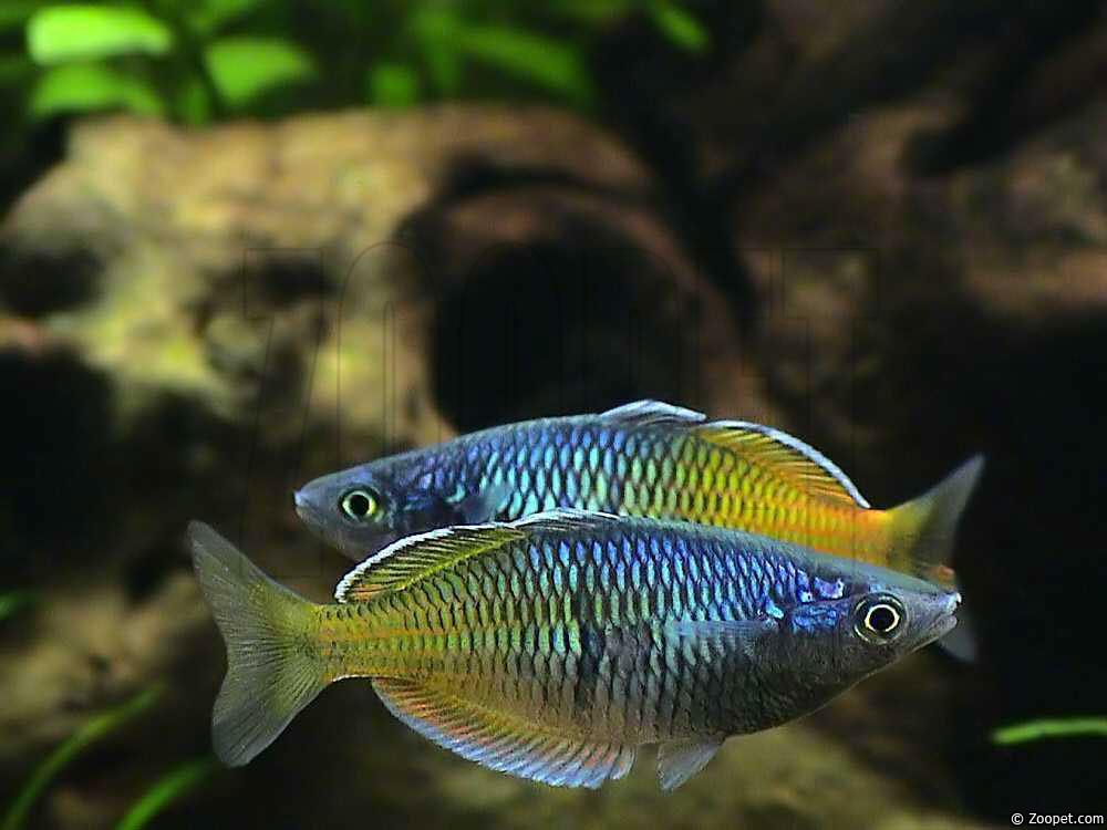 Melanotaenia boesemani