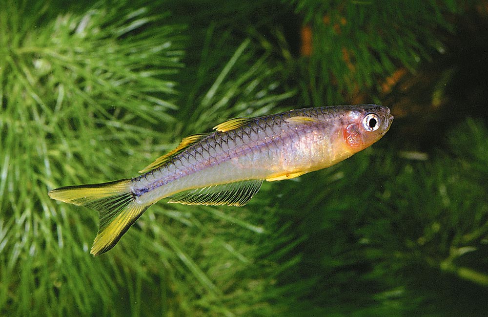 Pseudomugil furcatus