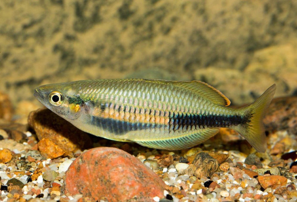 Sembra regnbue