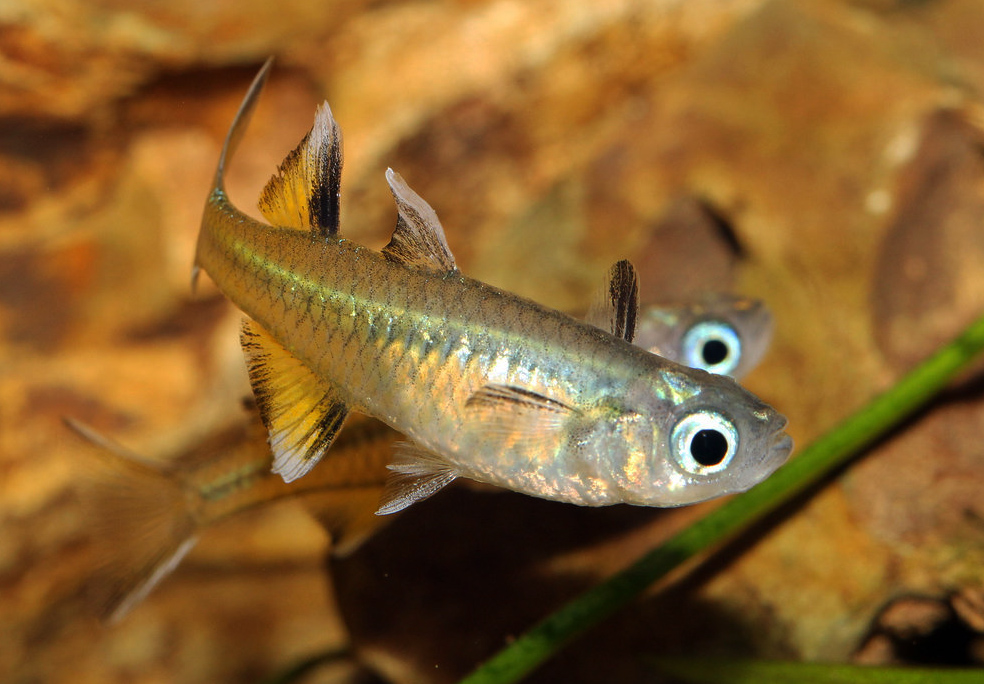 Pseudomugil signifer