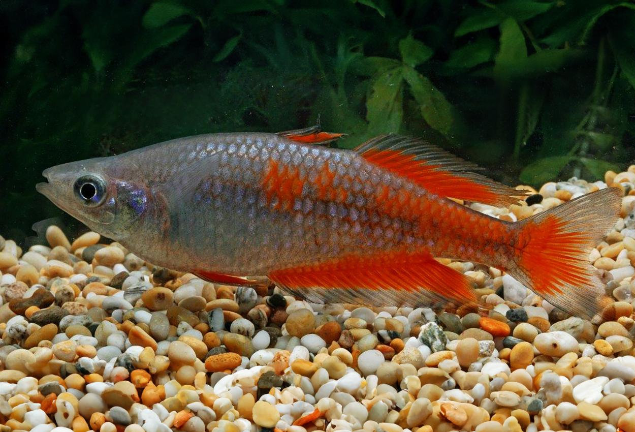 Parkinsons regnbuefisk