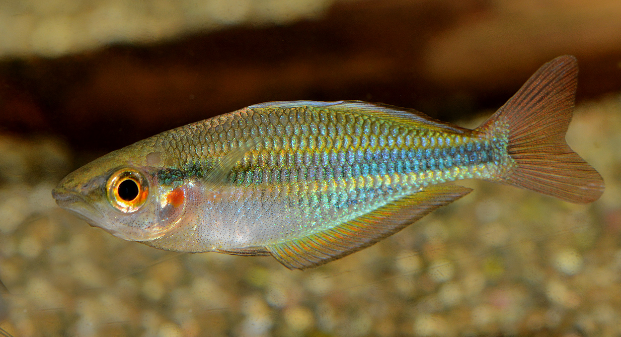 Melanotaenia senckenbergianus