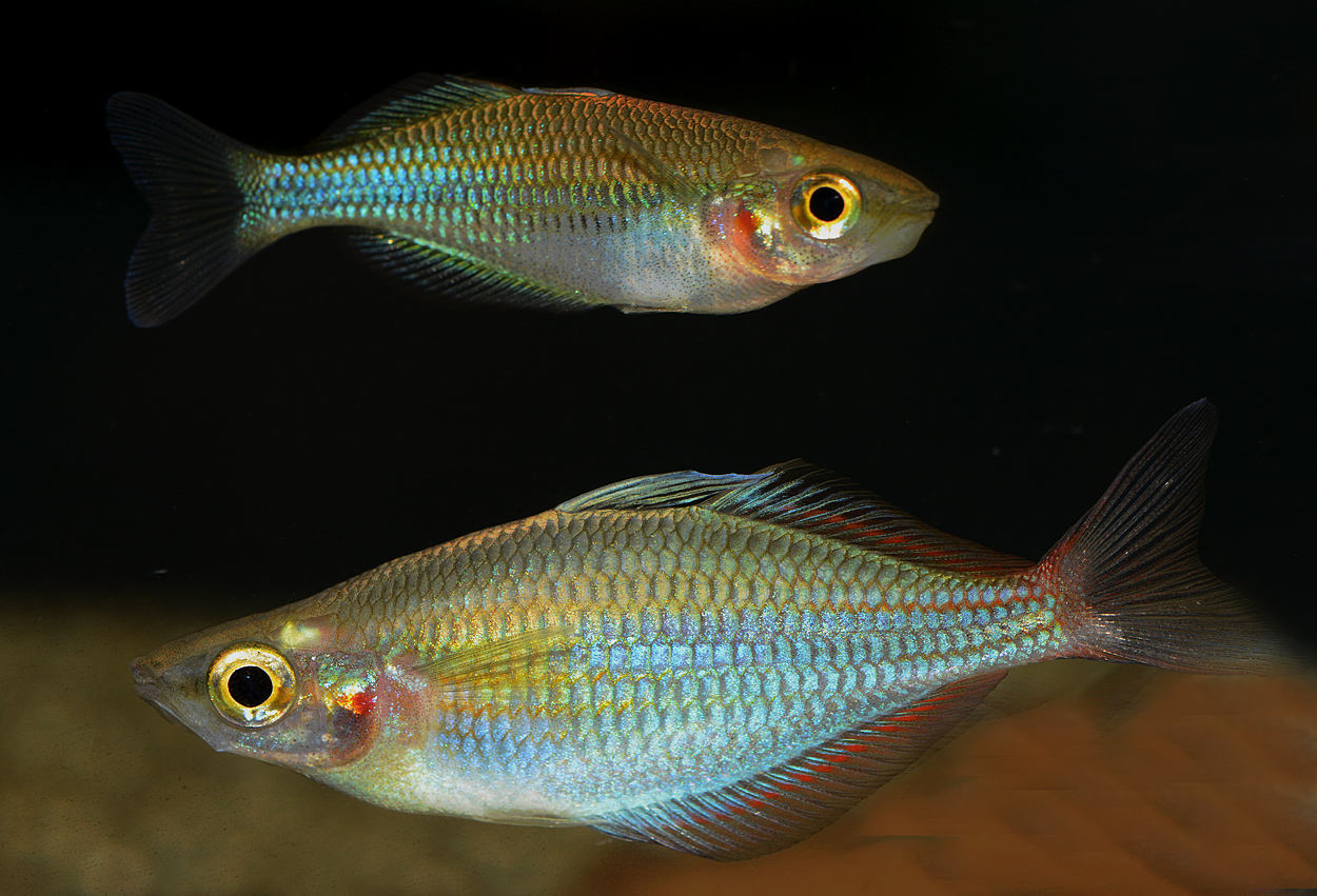 Melanotaenia senckenbergianus