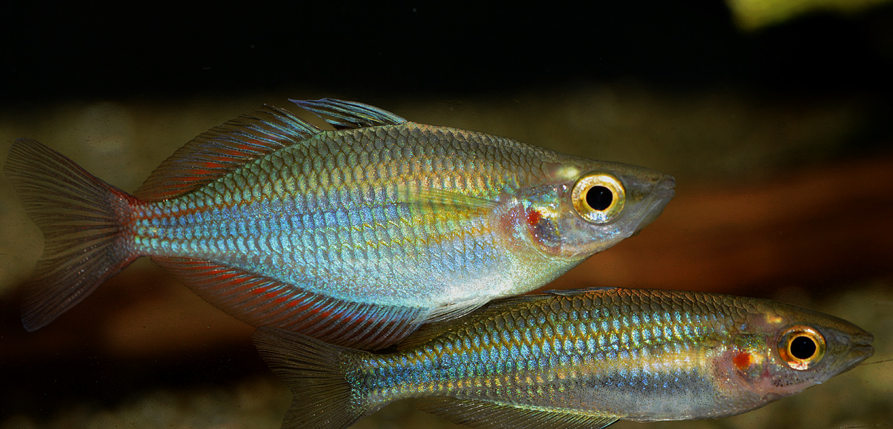 Melanotaenia senckenbergianus