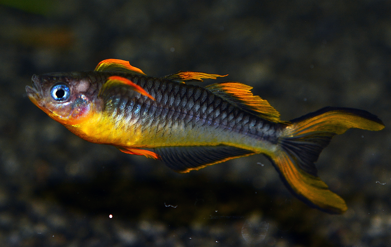 Pseudomugil furcatus