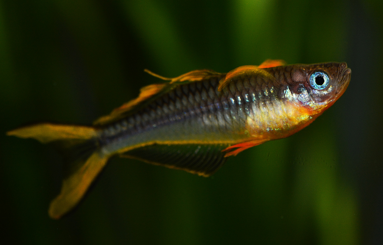 Pseudomugil furcatus