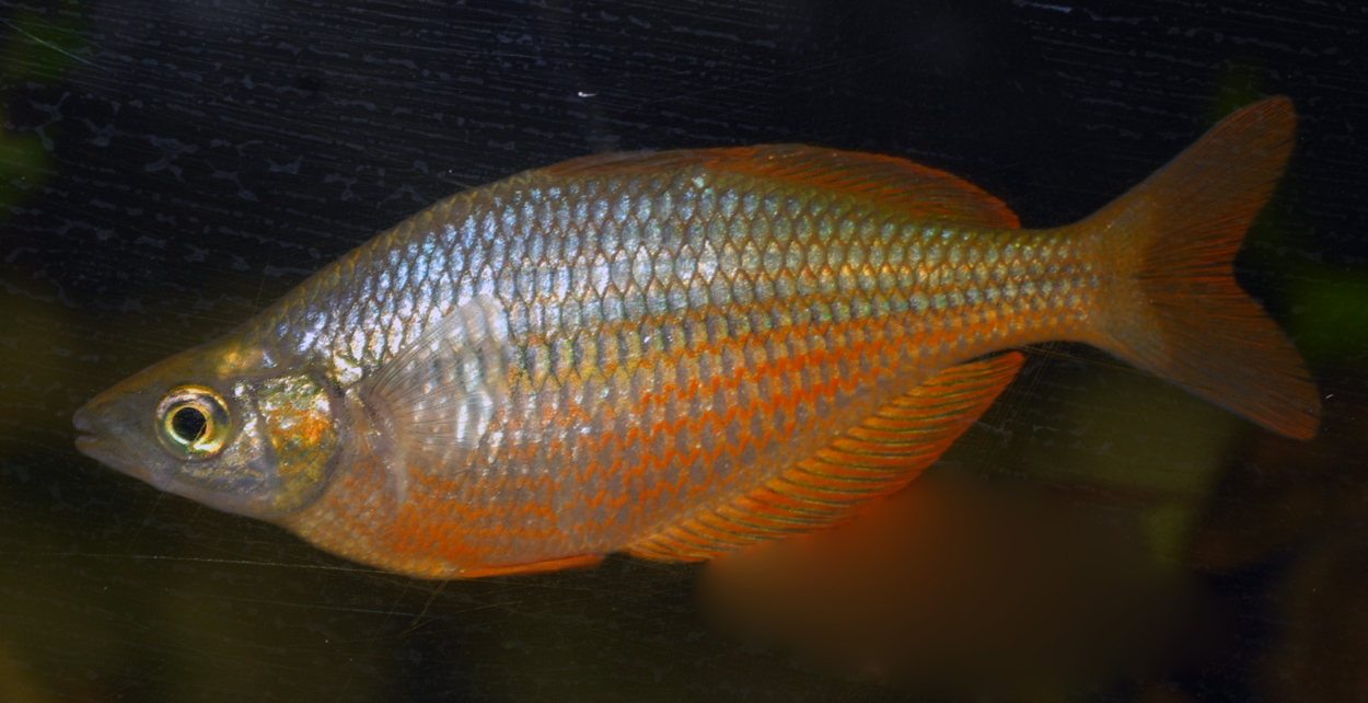 Glossolepis multisquamata