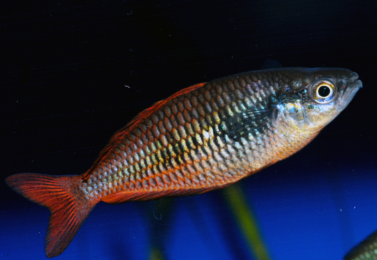 Melanotaenia parva