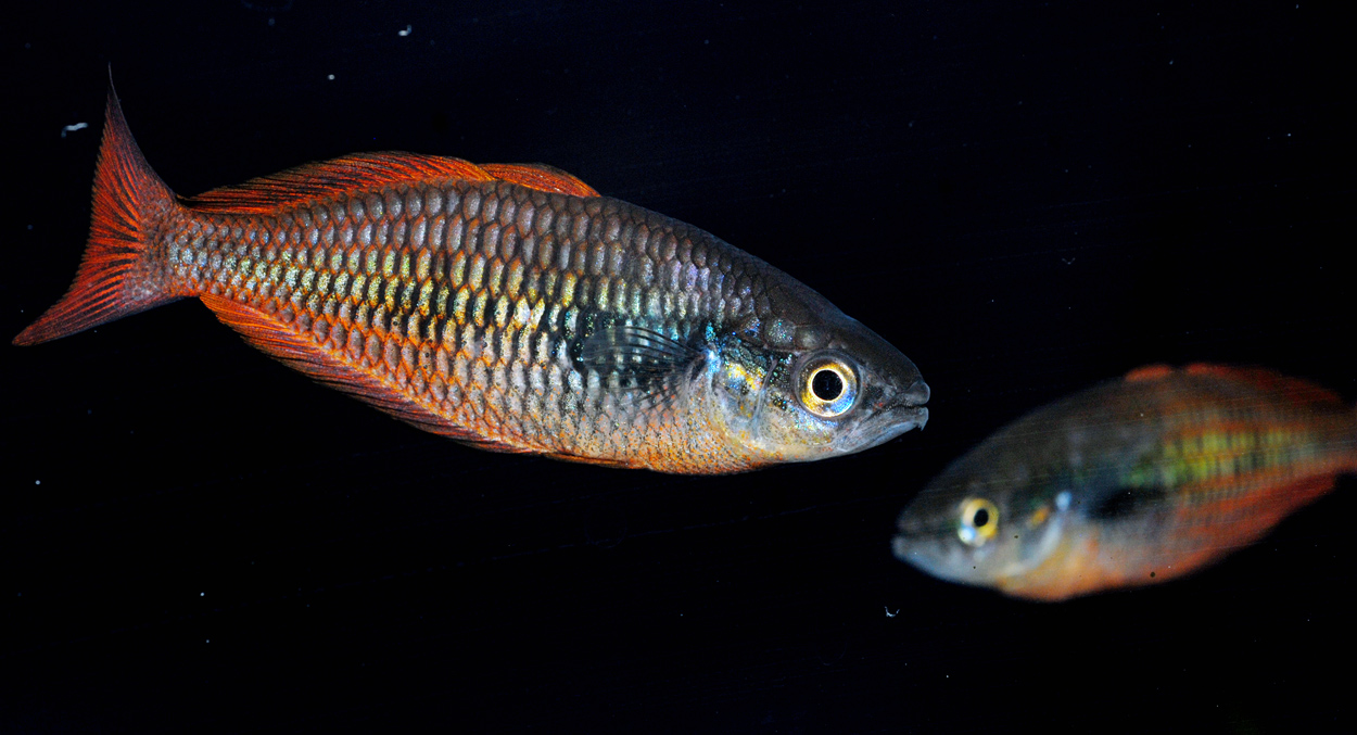 Melanotaenia parva
