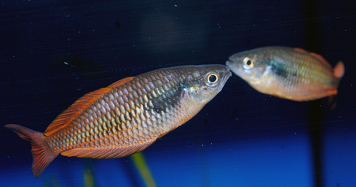 Melanotaenia parva
