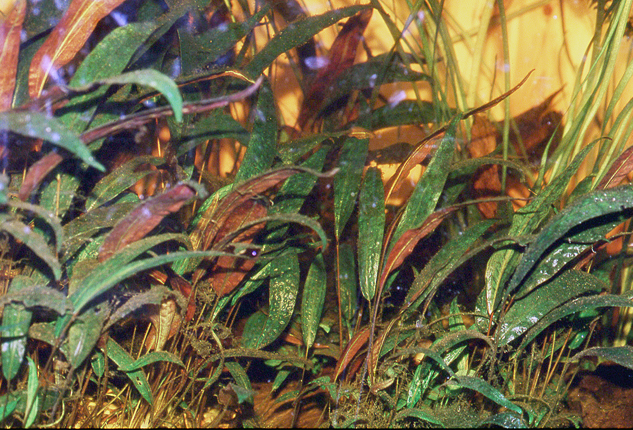 Cryptocoryne affinis