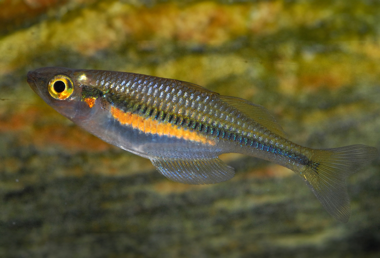 Sorongs regnbuefisk