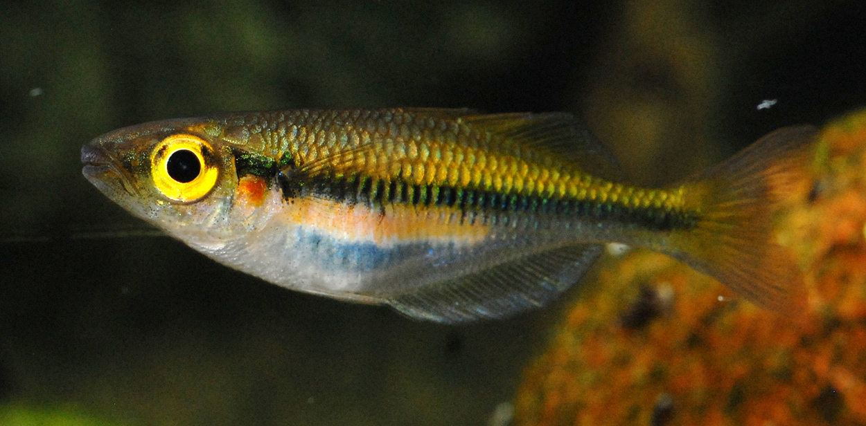 Melanotaenia fredericki