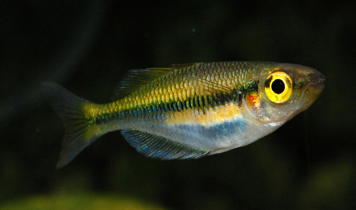 Melanotaenia fredericki