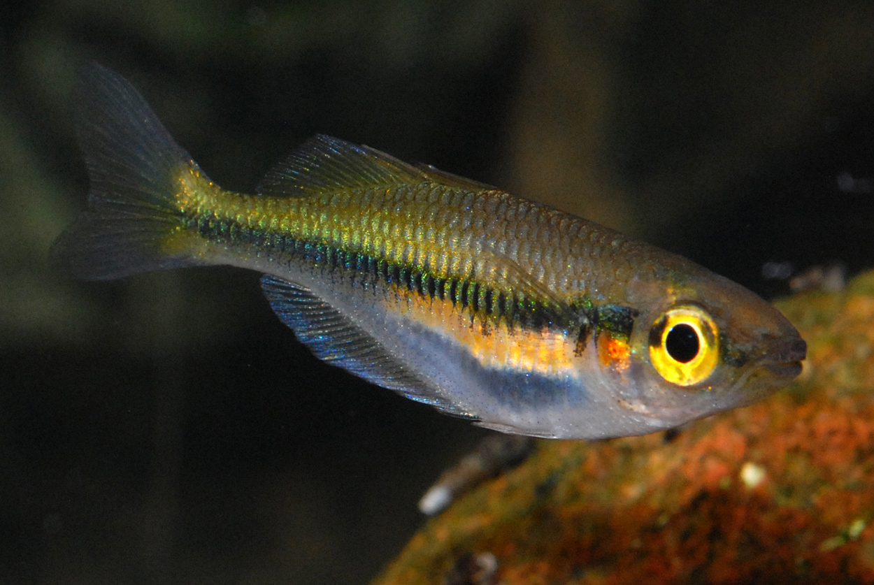 Melanotaenia fredericki